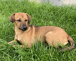 Собаки в Краснодаре: Как же Яшенька хочет стать нужным Мальчик, 100 руб. - фото 2