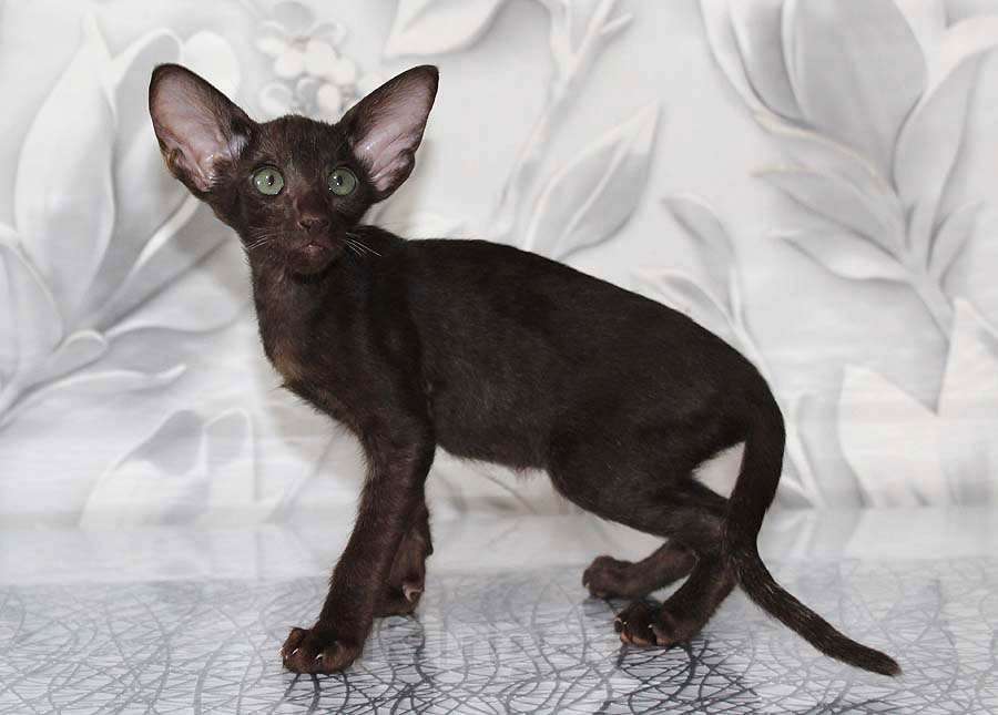 Кошки в Новосибирске: Котёнок Петерболда Девочка, 35 000 руб. - фото 4