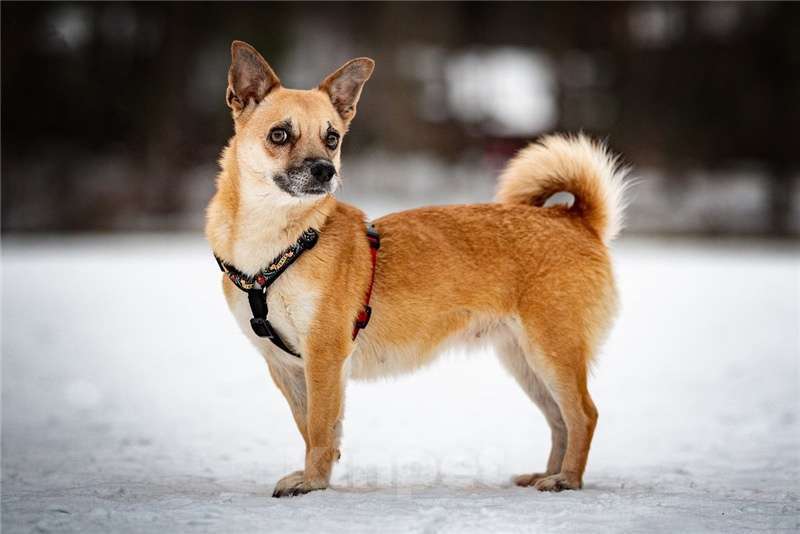 Собаки в Москве: Маленькая собака Сури в добрые руки. Девочка, Бесплатно - фото 7