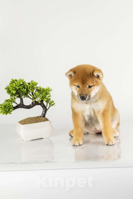 Собаки в Барнауле: Малышка Сиба Ину (Shiba Inu) Девочка, 100 000 руб. - фото 5