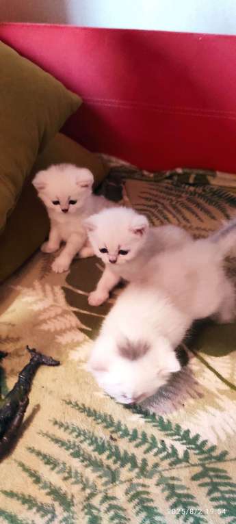 Кошки в Москве: Девочка снежинка Девочка, 18 000 руб. - фото 2