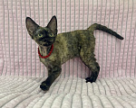 Кошки в Москве: Котенок Девон Рекс в окрасе черная черепаха Девочка, 60 000 руб. - фото 3