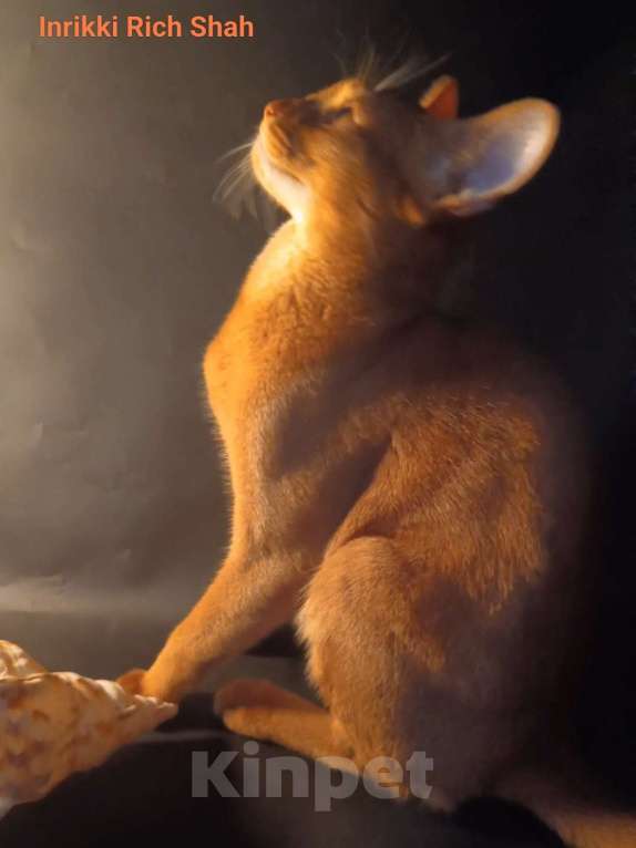 Кошки в Москве: Абиссинский котик соррель, вязка Мальчик, 9 000 руб. - фото 3