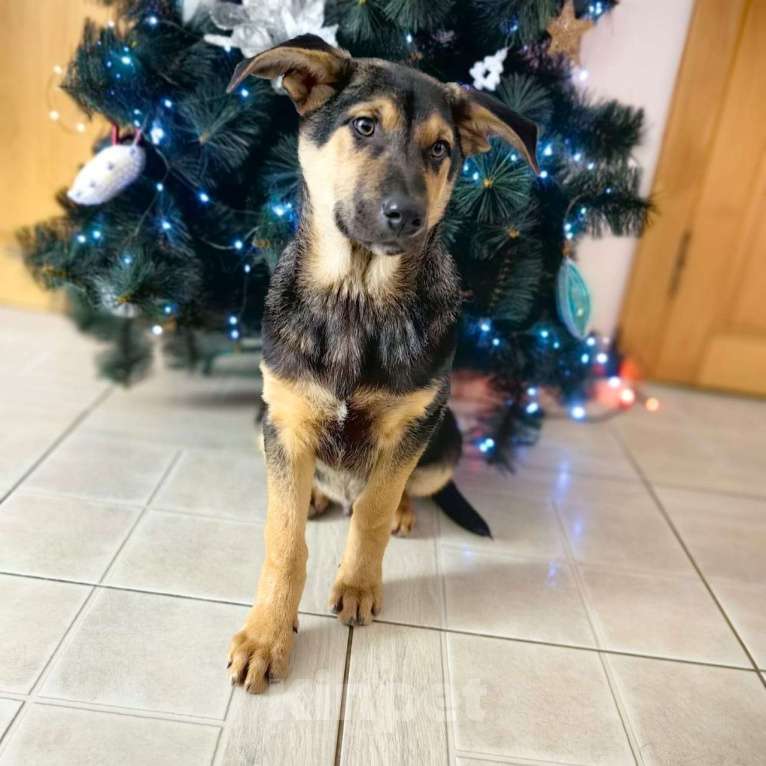 Собаки в Санкт-Петербурге: Щенок мальчик в добрые руки! Мальчик, Бесплатно - фото 2