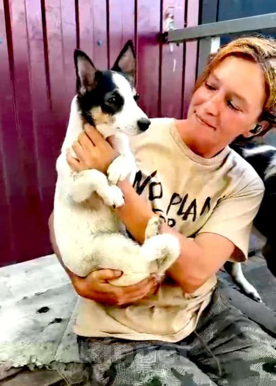 Собаки в Москве: метис джек рассела срочно ищет дом Девочка, Бесплатно - фото 2