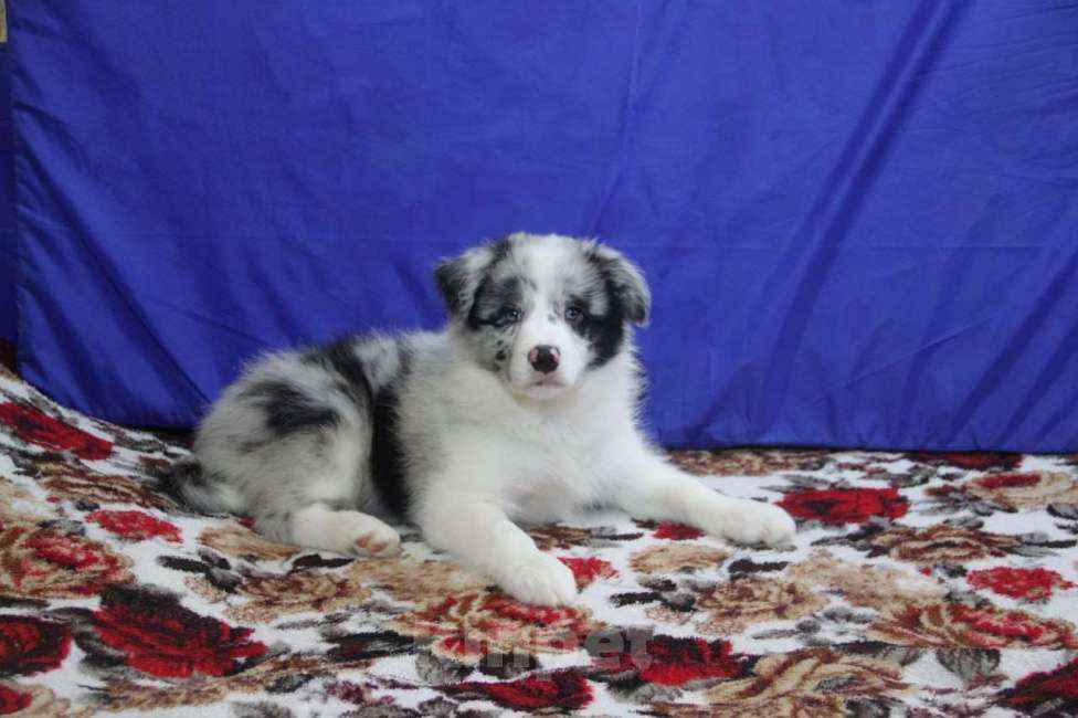 Собаки в Санкт-Петербурге: Щенок бордерколли  Мальчик, Бесплатно - фото 1