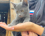 Кошки в Нижнем Новгороде: Котенок серенький Мальчик, Бесплатно - фото 1