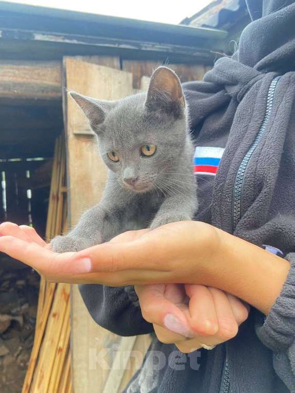 Кошки в Нижнем Новгороде: Котенок серенький Мальчик, Бесплатно - фото 1