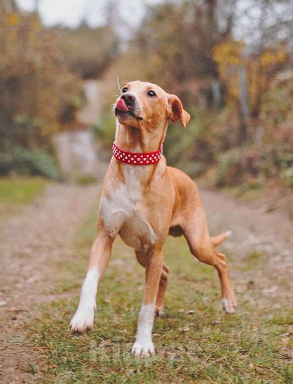 Собаки в Санкт-Петербурге: Очаровательный некрупный песик-подросток Вилли ищет семью   Мальчик, 10 руб. - фото 10