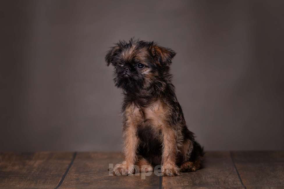 Собаки в Балаково: Детки Мальчик, 65 000 руб. - фото 5