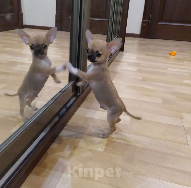 Собаки в Москве: Мини чихуахуа мальчик Мальчик, 45 000 руб. - фото 6