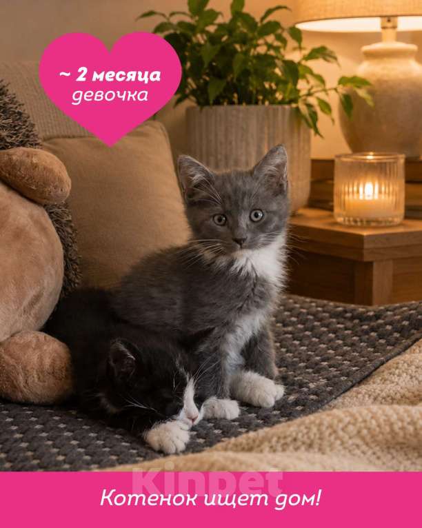 Кошки в Санкт-Петербурге: котенок девочка в поиске дома Девочка, Бесплатно - фото 1