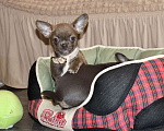 Собаки в Москве: Голубо-Тигровая чихуахуа🌸 Девочка, 55 000 руб. - фото 6