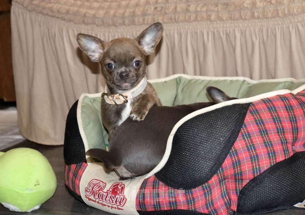 Собаки в Москве: Голубо-Тигровая чихуахуа🌸 Девочка, 55 000 руб. - фото 6