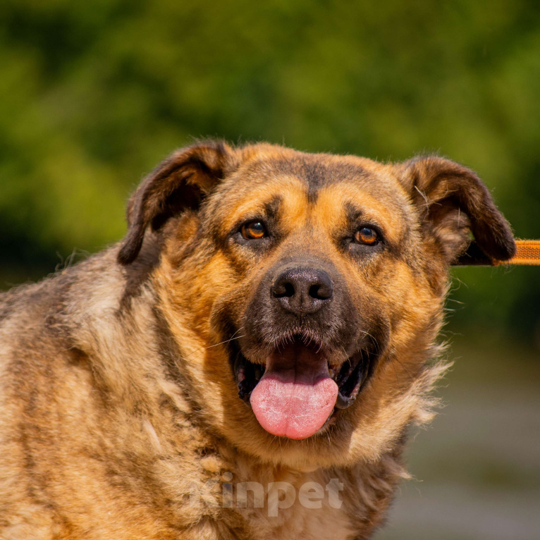 Собаки в Москве: Золтан Мальчик, Бесплатно - фото 2