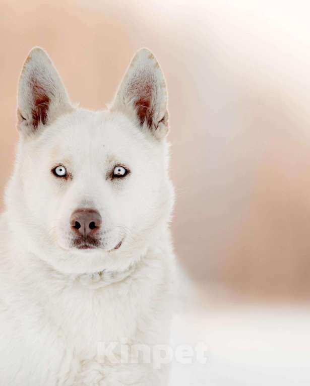 Собаки в Москве: Голубоглазая метис хаски и овчарки Ева в добрые руки Девочка, 1 руб. - фото 2
