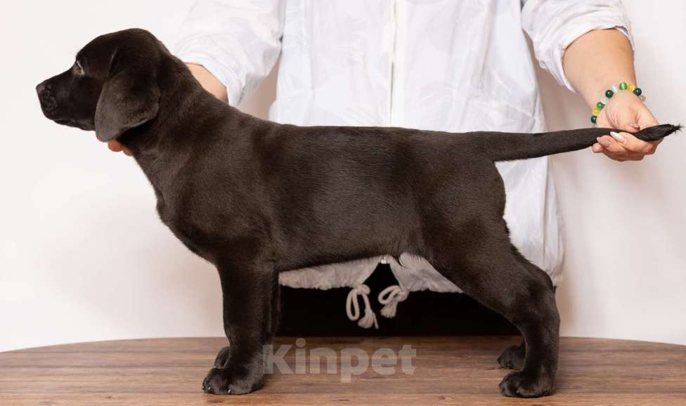 Собаки в Курске: Щенки лабрадора ретривера  Девочка, Бесплатно - фото 6