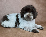 Собаки в Москве: Микс пуделя f2 девочка. Девочка, Бесплатно - фото 2