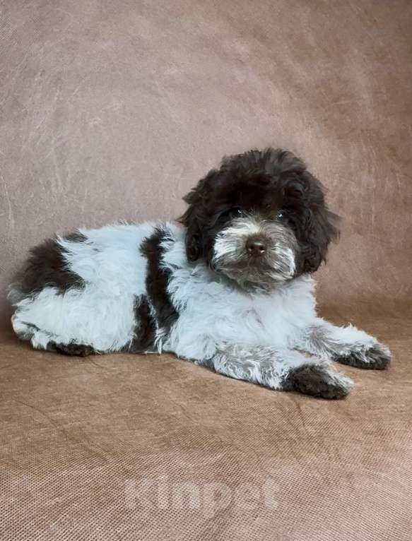 Собаки в Москве: Микс пуделя f2 девочка. Девочка, Бесплатно - фото 2