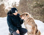 Собаки в других городах Московской области: Привет, я Ассоль :) Девочка, Бесплатно - фото 6