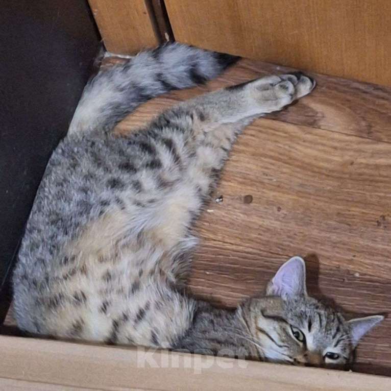 Кошки в Липецке: Плюшевый - Кузя)) Мальчик, Бесплатно - фото 5