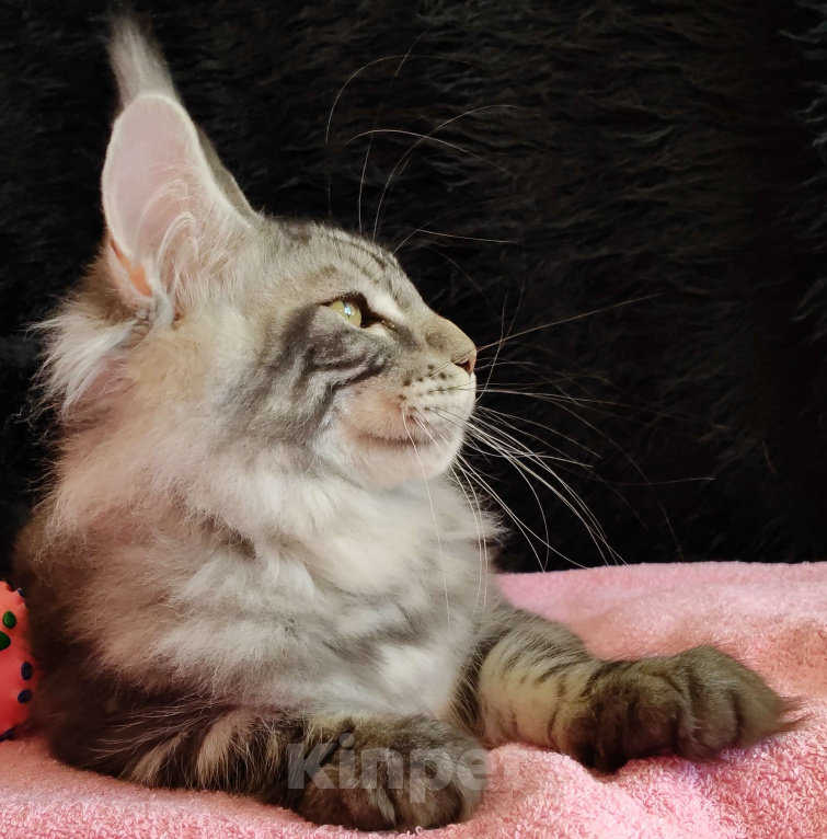 Кошки в Казани: Котик Арон Мальчик, Бесплатно - фото 6