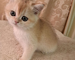 Кошки в Москве: Золотая девочка ny 11 Девочка, 35 000 руб. - фото 2