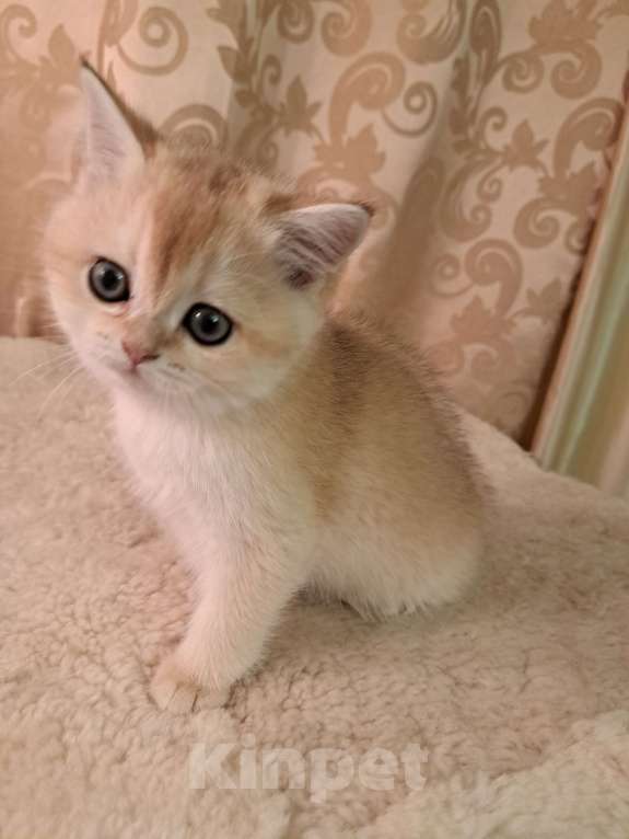 Кошки в Москве: Золотая девочка ny 11 Девочка, 35 000 руб. - фото 2