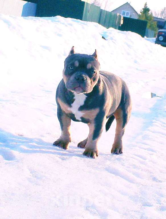 Собаки в Омске: Девочка американский булли Девочка, 100 000 руб. - фото 2