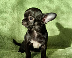 Собаки в Москве: малышка чихуахуа Девочка, 60 000 руб. - фото 2