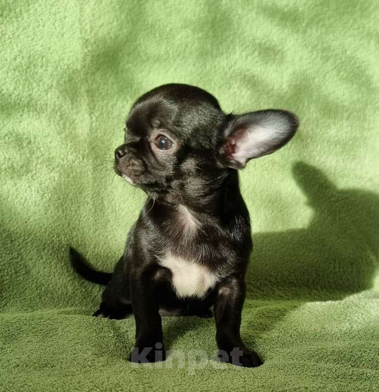 Собаки в Москве: малышка чихуахуа Девочка, 60 000 руб. - фото 2