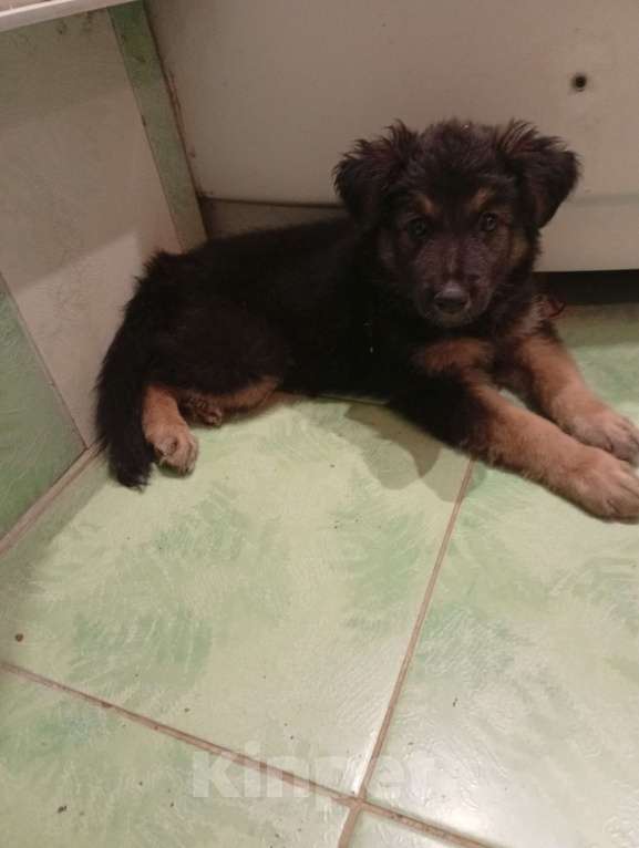 Собаки в Рязани: Милая и умная девочка Девочка, 1 руб. - фото 2