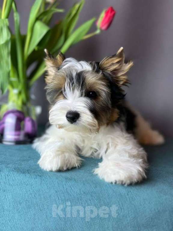 Собаки в Вологде: Очень красивый, яркий щенок породы бивер терьер. Мальчик, 70 000 руб. - фото 2