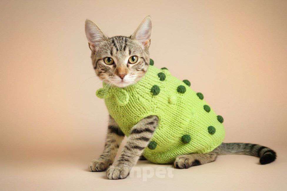 Кошки в Москве: котенок Корнишон ищет дом Мальчик, Бесплатно - фото 4