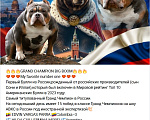 Собаки в Подольске: Американский булли девочка Девочка, 99 000 руб. - фото 9