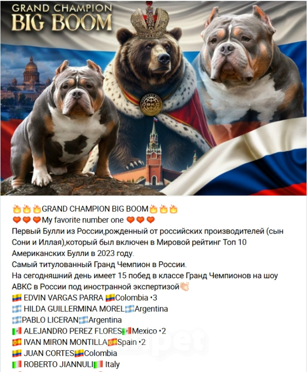 Собаки в Подольске: Американский булли девочка Девочка, 99 000 руб. - фото 9