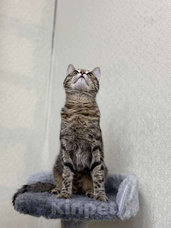 Кошки в Москве: Муся ищет дом и любящих хозяев!  Девочка, Бесплатно - фото 3