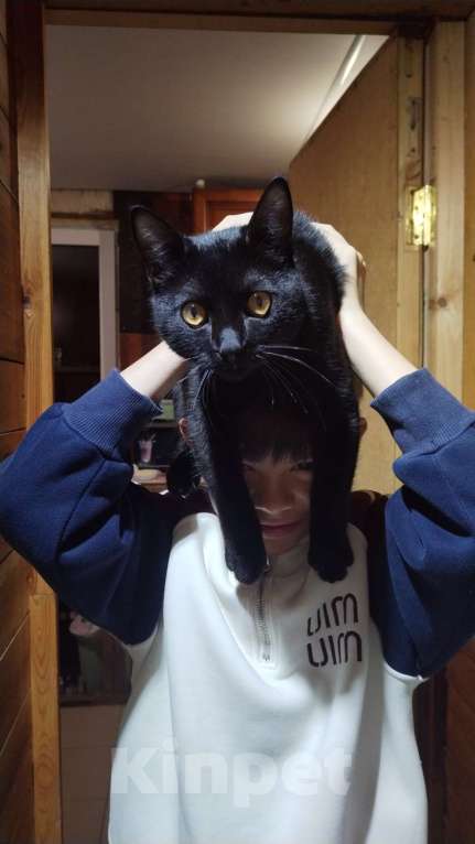 Кошки в других городах Крыма: Жду Мальчик, Бесплатно - фото 1