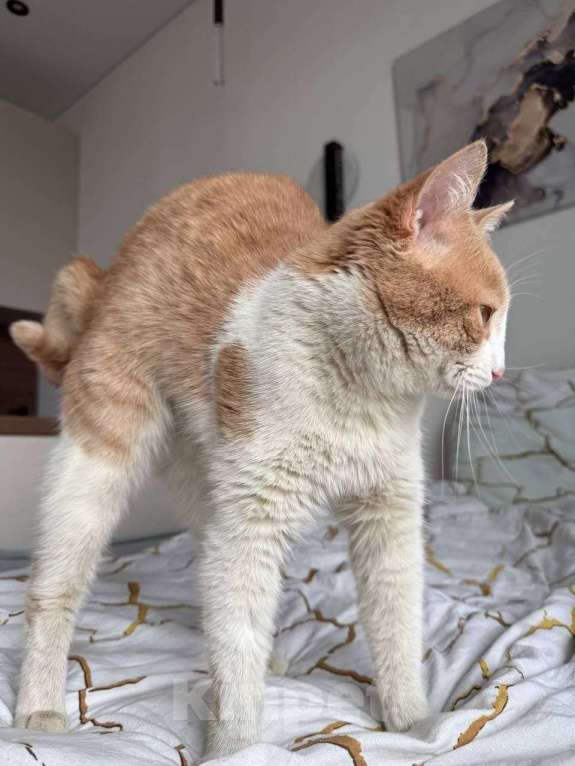 Кошки в Москве: Кот Пельмень ищет дом Мальчик, Бесплатно - фото 9