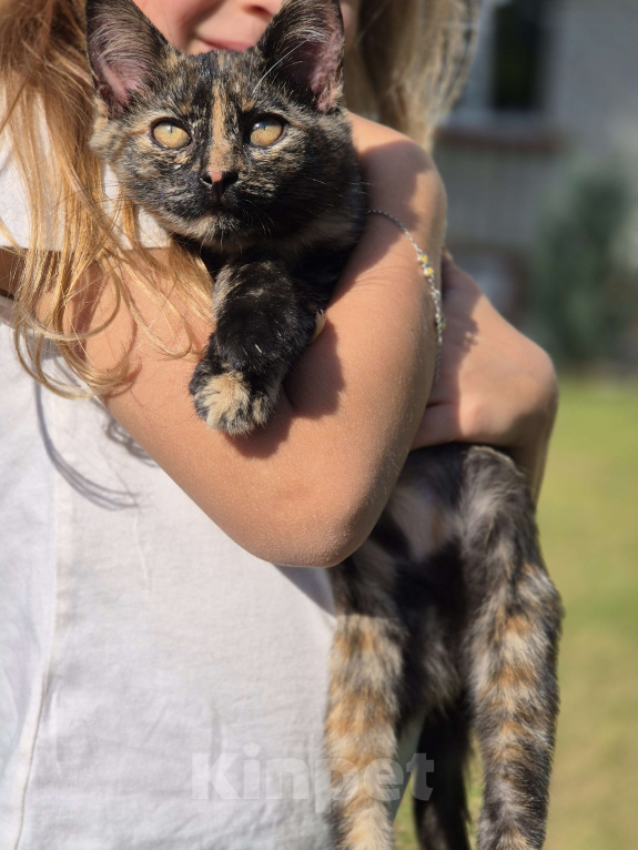 Кошки в других городах Московской области: Маленький котенок  Девочка, Бесплатно - фото 3