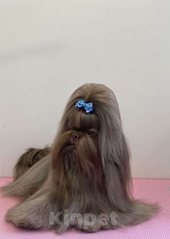 Собаки в других городах Московской области: Ши тцу Мальчик, Бесплатно - фото 4