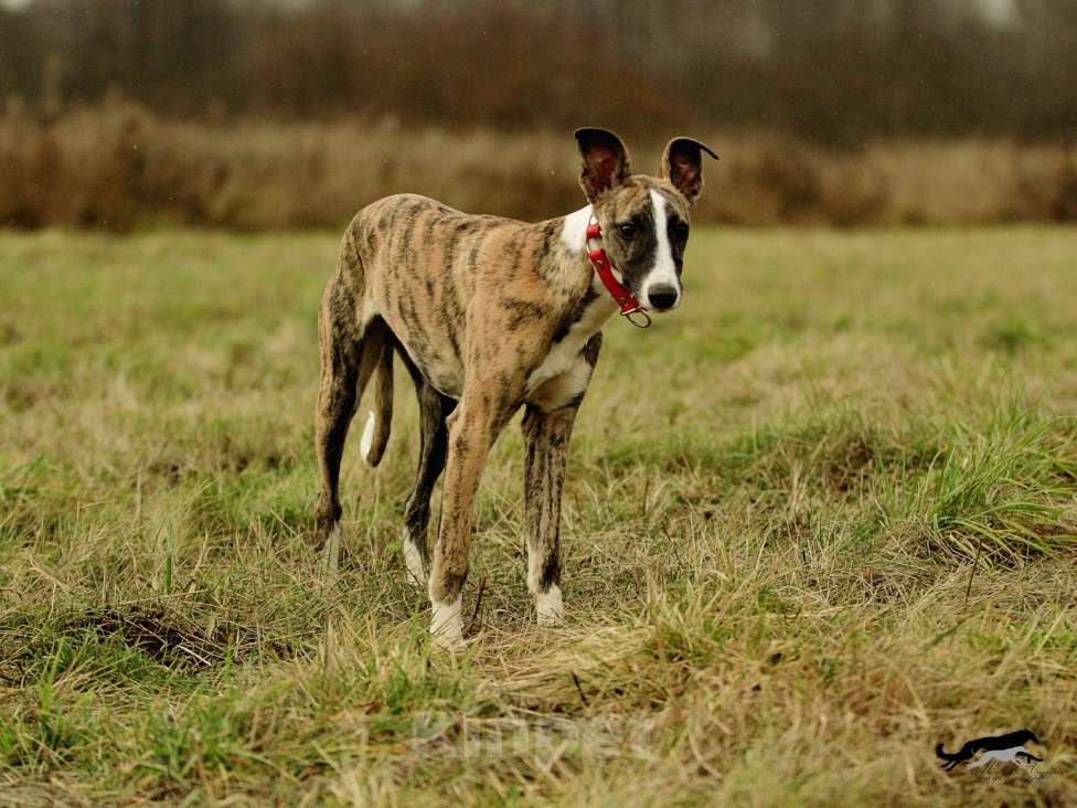 Собаки в Москве: Тигровый уиппет  Мальчик, 130 000 руб. - фото 8