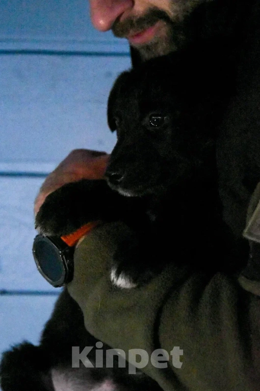 Собаки в Лосином-Петровском: Джемма малышка из Волгорада в мо Девочка, Бесплатно - фото 5