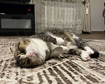 Кошки в Уфе: Шотландский вислоухий Мальчик, Бесплатно - фото 2