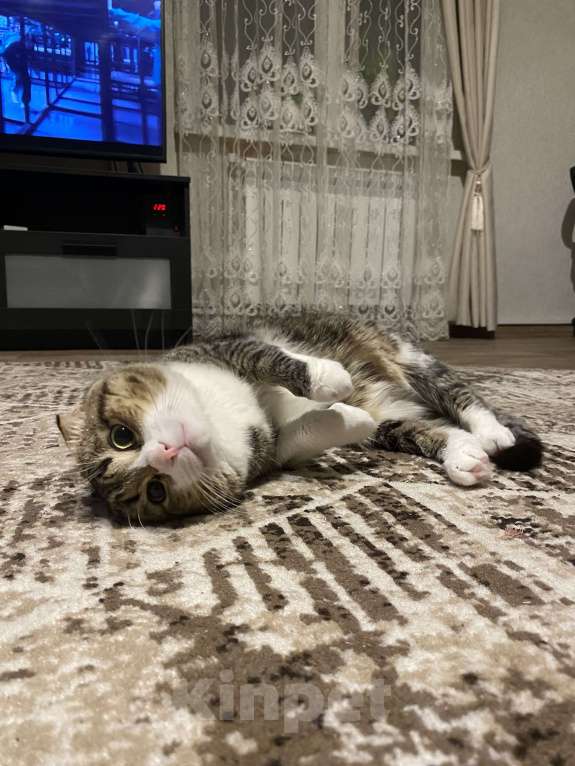 Кошки в Уфе: Шотландский вислоухий Мальчик, Бесплатно - фото 2