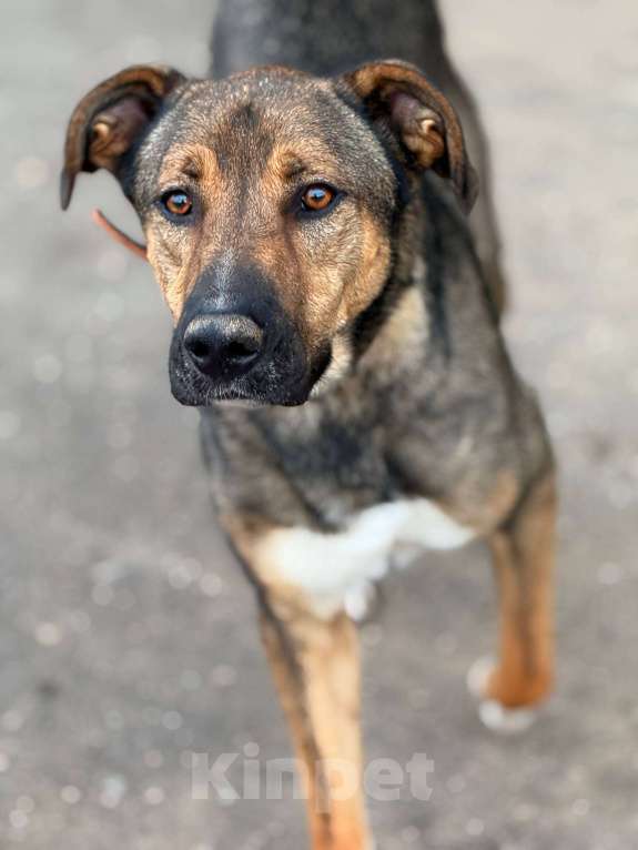 Собаки в Москве: Харви Мальчик, Бесплатно - фото 2