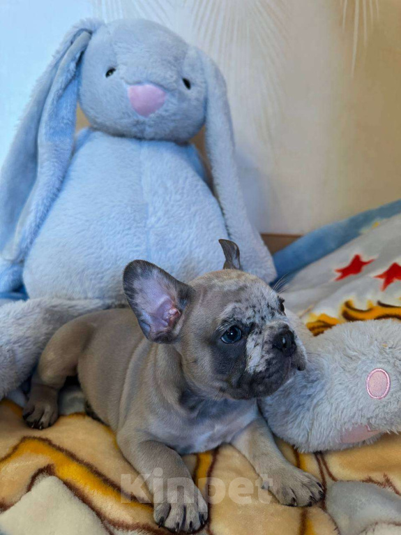 Собаки в Саратове: Мальчик мерле Мальчик, 50 000 руб. - фото 2