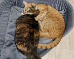 Кошки в Котельнике: Любовная парочка Рон и Маленькая Разнополые, Бесплатно - фото 6