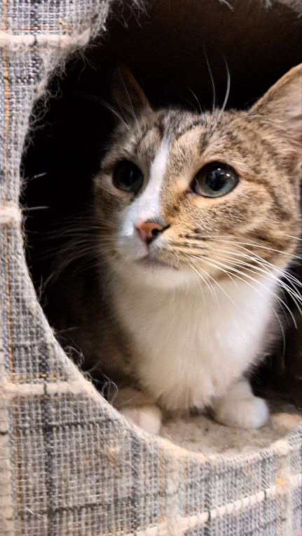 Кошки в Москве: Ласковая Люся ищет дом Девочка, Бесплатно - фото 2