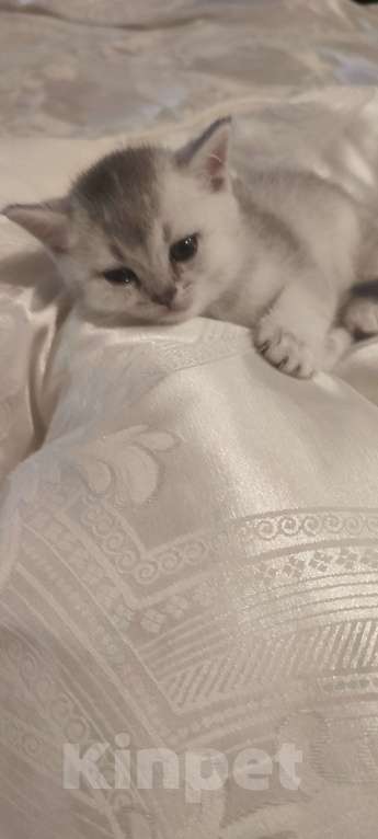 Кошки в других городах Московской области: Серебристая шиншилла скоттиш-страйт мальчик 2 Мальчик, 15 000 руб. - фото 4